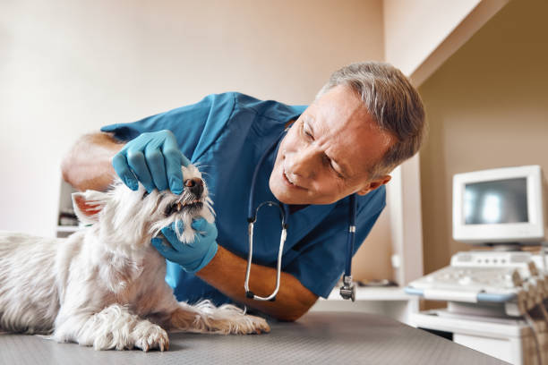 Best Emergency Broken Tooth Repair in Wild Peach Village, TX